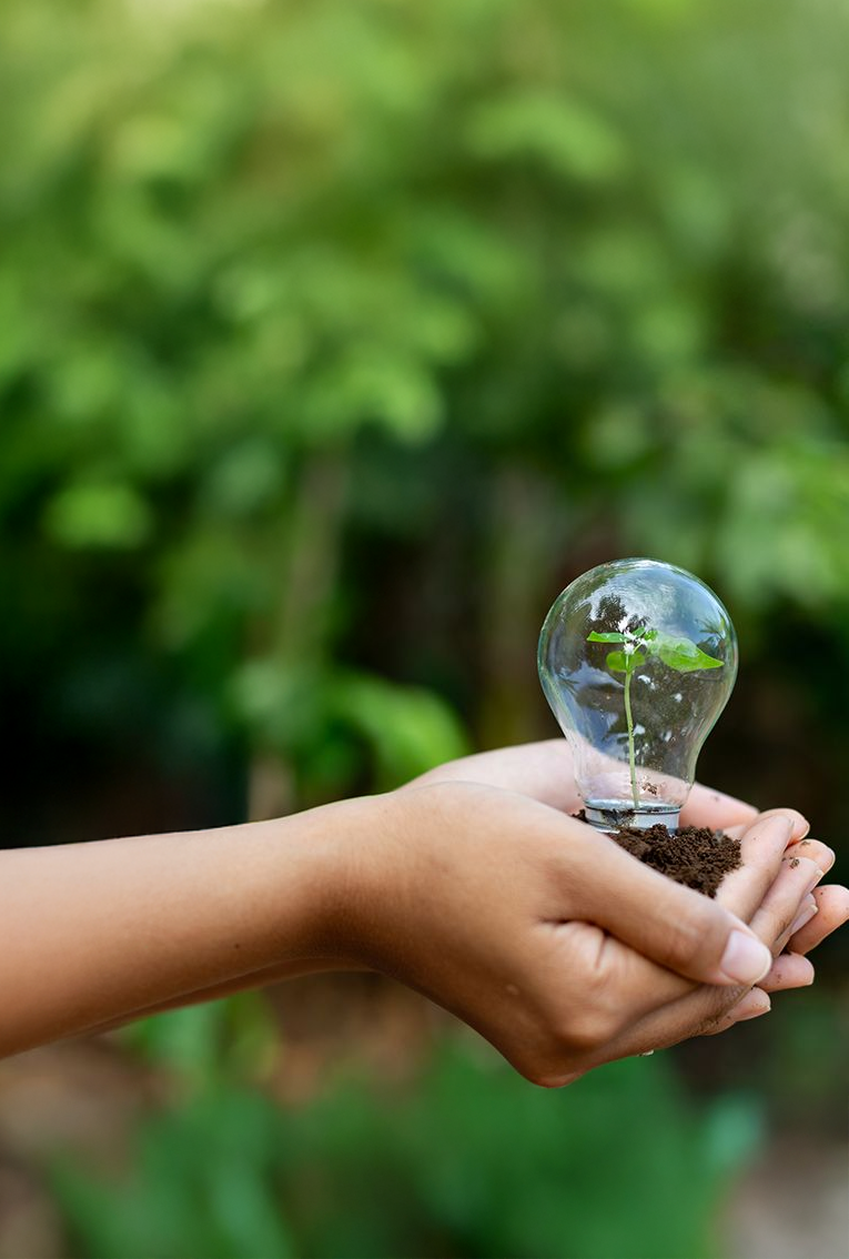 Muda de planta em uma lâmpada nas mãos